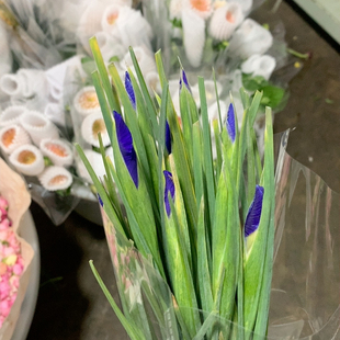 紫色鸢尾10支不 包邮