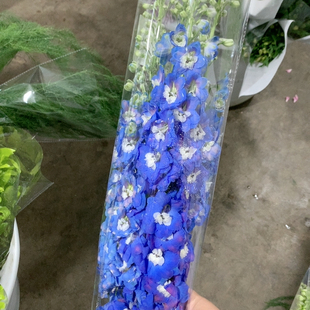 包邮 80我种花深蓝大飞燕5支不