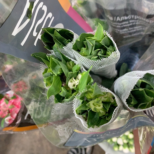 进口六初美利亚5支不 包邮