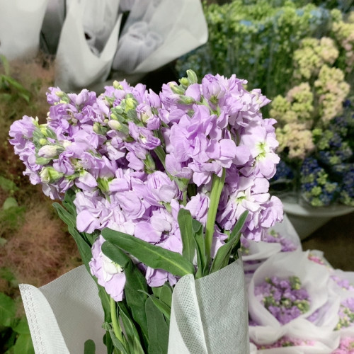浅紫色紫罗兰10支不包邮
