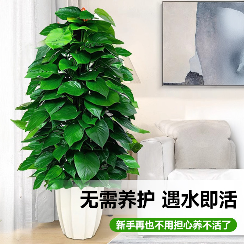 大绿萝柱绿植绿箩净化空气装修新房办公室开业送礼客厅郑州同城