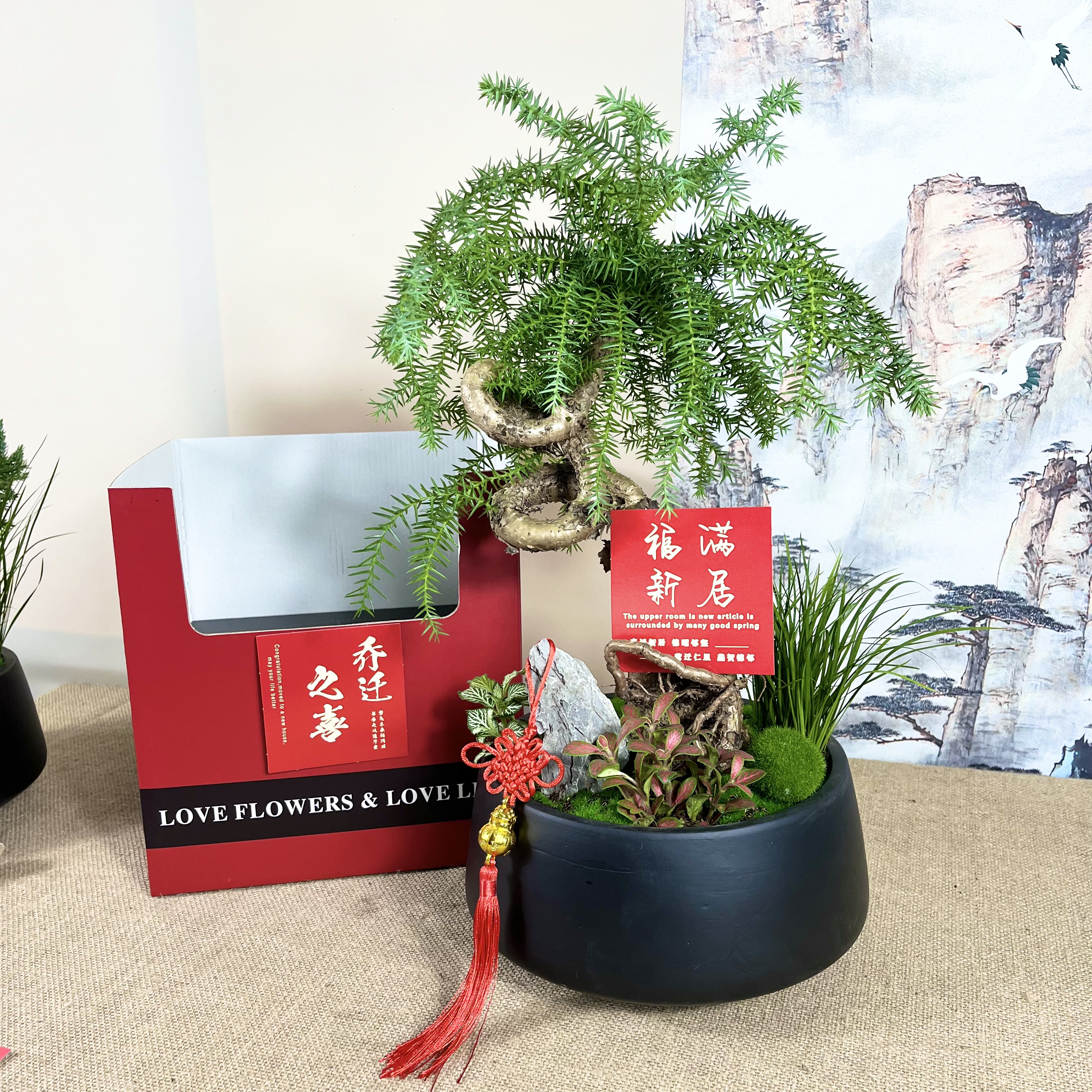 澳洲杉不老松高端盆景送长辈
