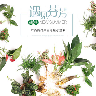 水培绿植办公室内盆栽水养绿萝花卉铜钱草红白掌富贵竹发财树植物