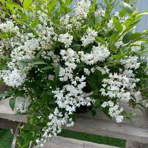 冰生溲疏梗雪樱花盆栽庭院阳台花卉植物耐寒耐热好养易活