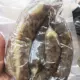 Свинья большой кишечник тофу кишечника 500G