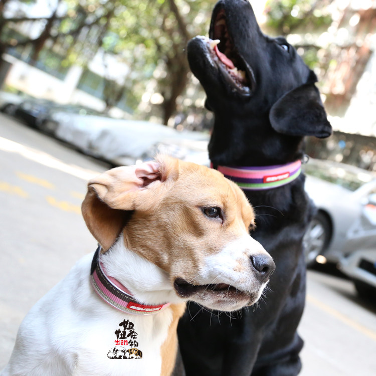 澳洲EZYDOG尼欧狗狗项圈脖圈狗链子舒适加厚中大小型犬宠物用品