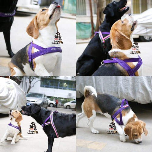 胸背舒适易穿戴澳洲ezydog狗狗