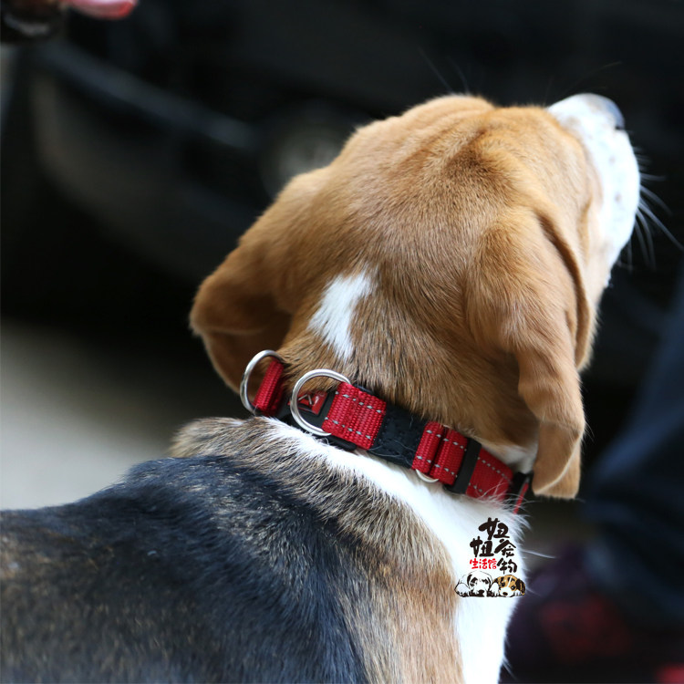 澳洲EZYDOG双环狗狗项圈犬脖圈双重保护舒适宠物用品狗狗牵引绳