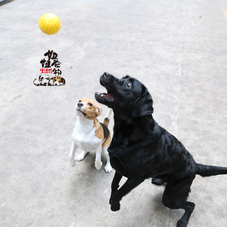 星记宠物犬用狗狗玩具趣味大中号实心球耐咬大小型犬泰迪金毛