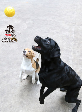 宠物狗狗玩具耐咬小型犬泰迪金毛