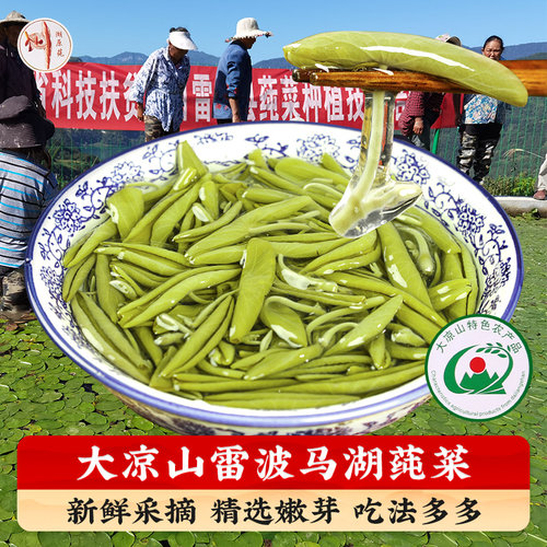 湖原莼莼菜新鲜嫩芽礼盒装