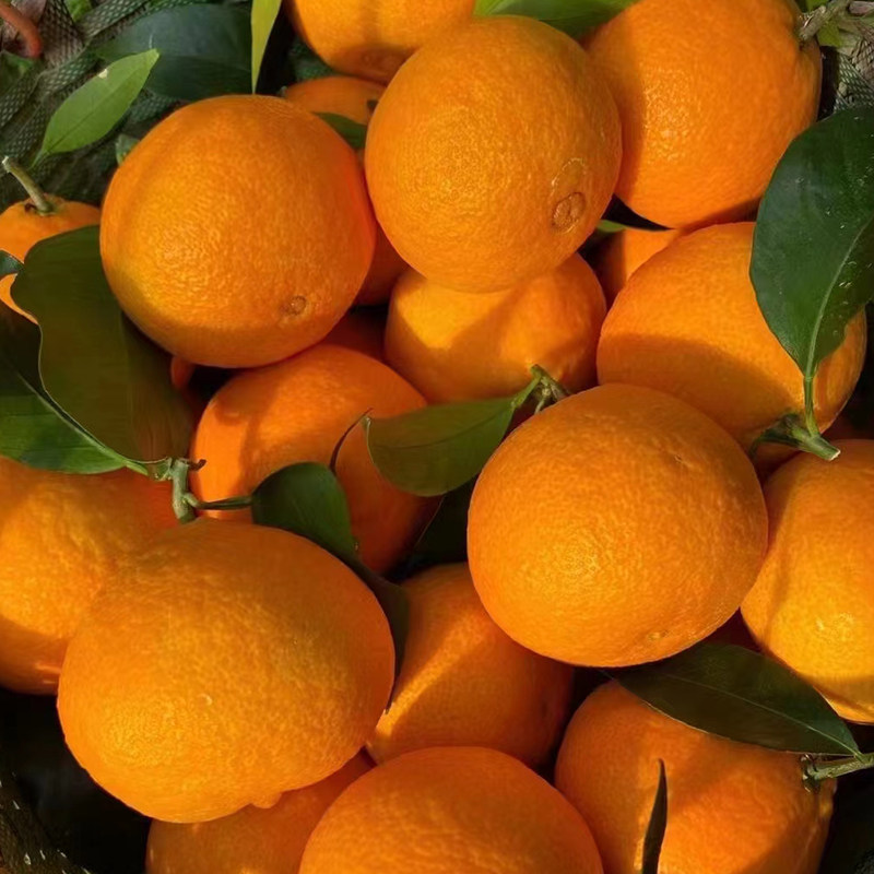 正宗宁波象山红美人柑橘桔子新鲜爱媛28号特产送礼盒公司采购团购