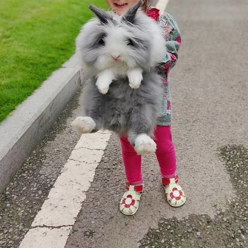 道奇盖脸猫猫兔活体安哥拉长毛兔