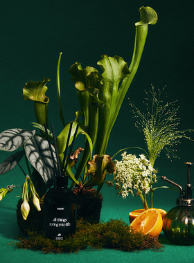 ASUCH 柑橘松木森林 万物丛生 无火藤条香薰卧室客厅家用助眠小众