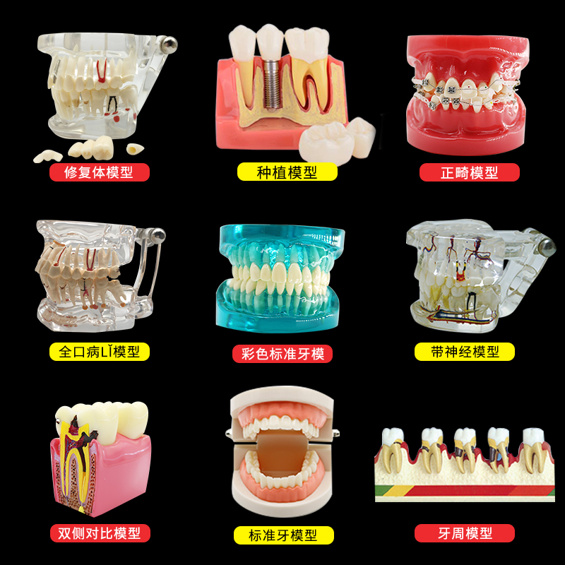 牙科牙齿模型模具口腔科