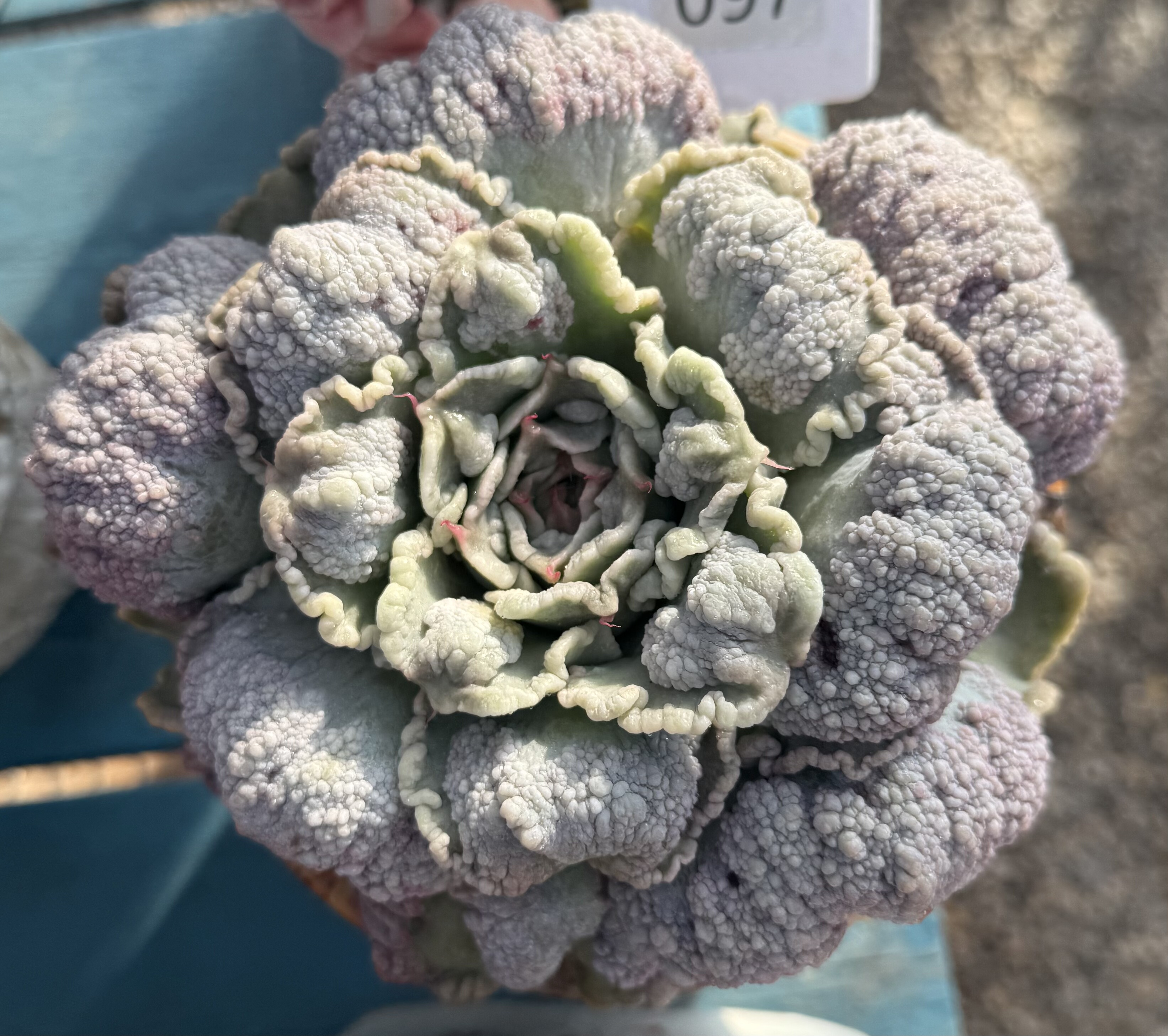 饺子皮满溜子大宽叶 韩版货 无砍高颜值 冠服19 大粗桩,鲜花速递/花卉仿真/绿植园艺,多肉植物,淘宝优惠券,粉丝福利购,淘宝优惠卷