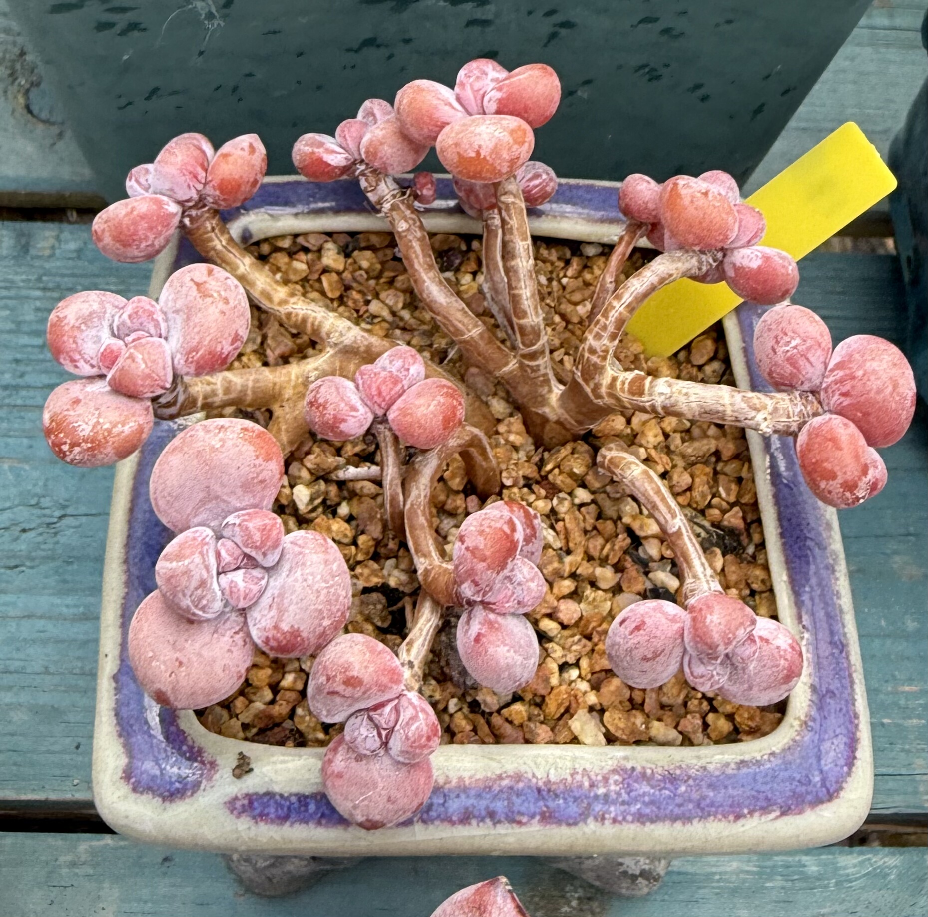 桃蛋朵朵缀 丸叶全粉