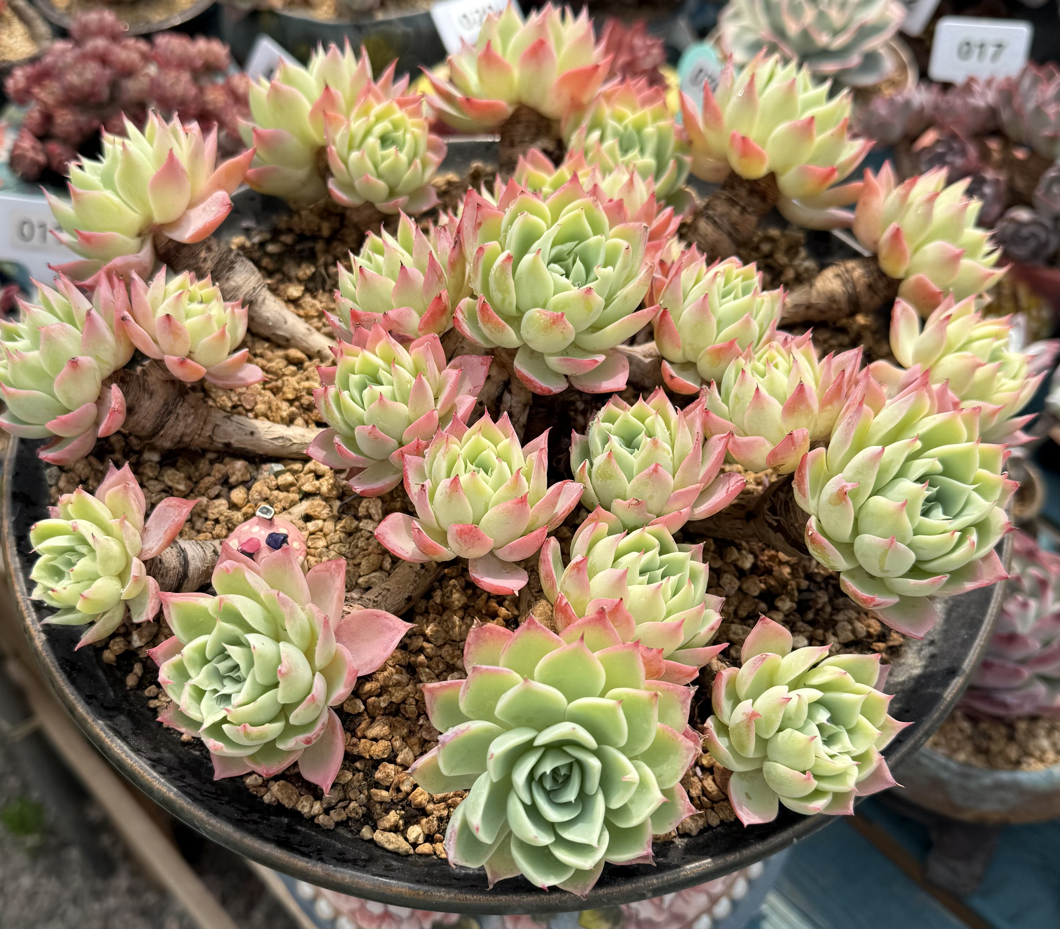 三色堇捧花大老桩群 冠服36左右 无砍 双捧花大粗桩