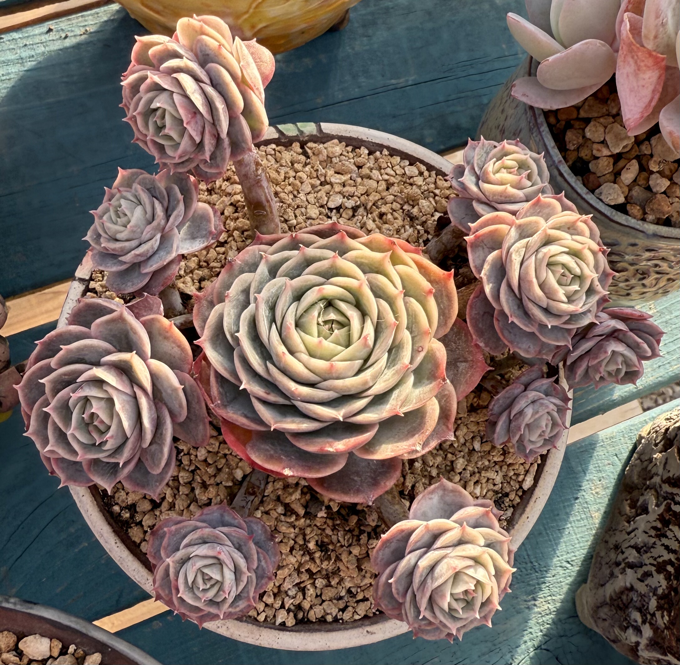 不知名丸叶飘枝老桩 无砍,鲜花速递/花卉仿真/绿植园艺,多肉植物,淘宝优惠券,粉丝福利购,淘宝优惠卷