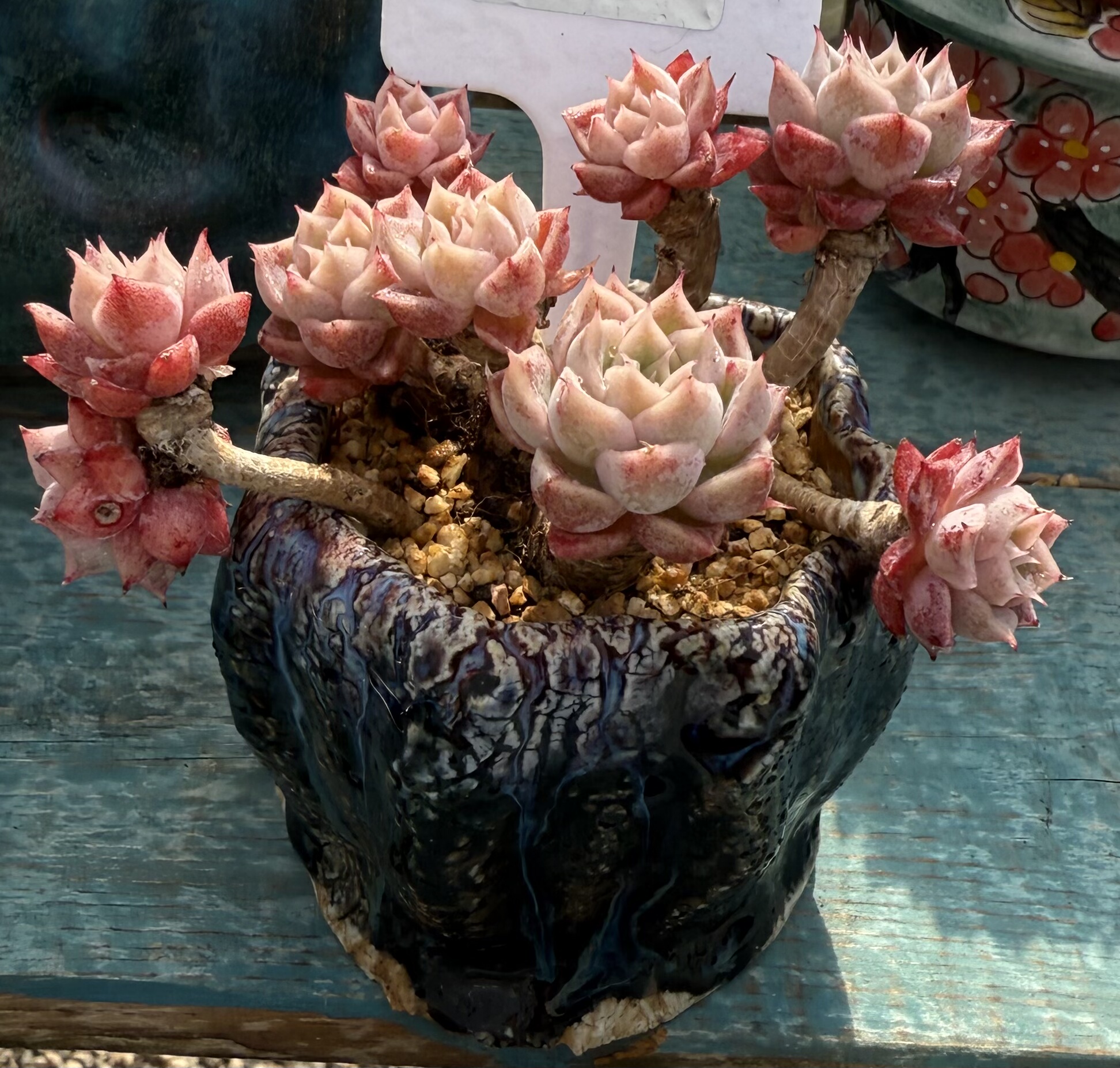 混血飘枝老桩群 冠服12 带盆价,鲜花速递/花卉仿真/绿植园艺,多肉植物,淘宝优惠券,粉丝福利购,淘宝优惠卷