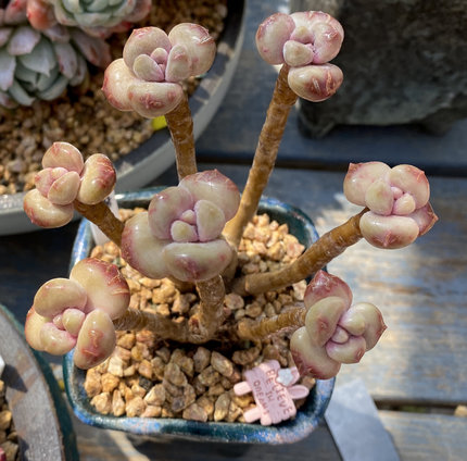 多肉植物老桩多头小老桩多肉植物新款爆盆莲花四季超大肉