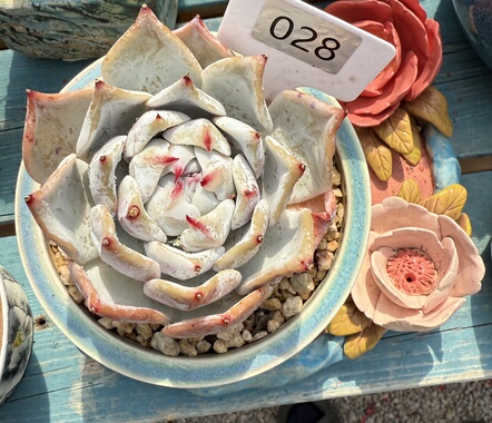 包子心祖母绿 粉后 仙气 无砍