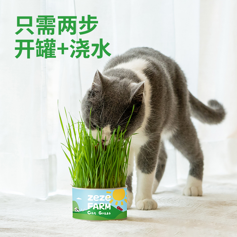 zeze懒人猫草罐头盆栽种植