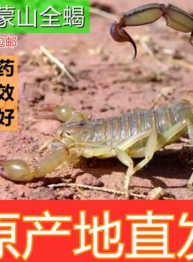 沂蒙山活体全蝎泡酒煲汤入药