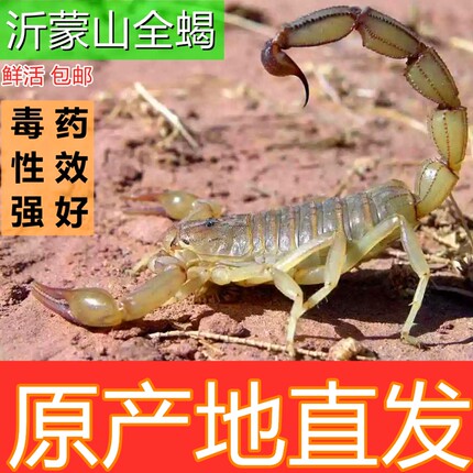 活蝎子活虫沂蒙山野性十足全蝎子活体泡酒煲汤药食用歇子油炸全虫