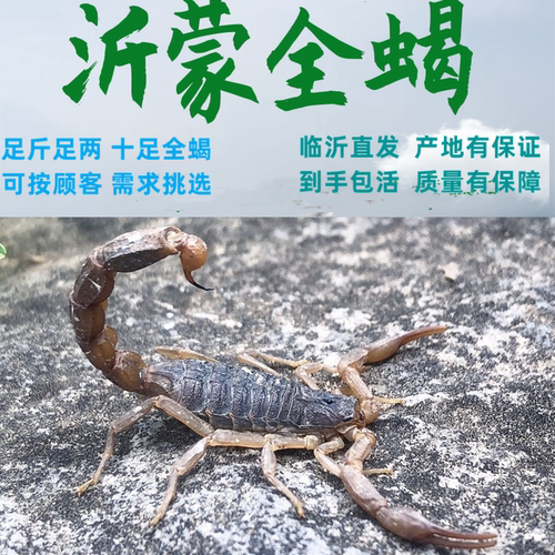 蝎子活体沂蒙山全蝎野性十足全蝎药用食用煲汤油炸泡酒活蝎子食用