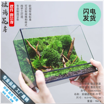 生态瓶苔藓微景观绿植盆栽水草鱼