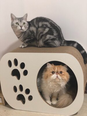 脚印两用型大小号包邮猫咪抓板