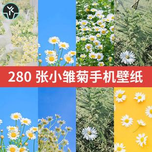 高清小皱菊菊花手机桌面设置锁屏壁纸背景JPG图片素材PNG文件集