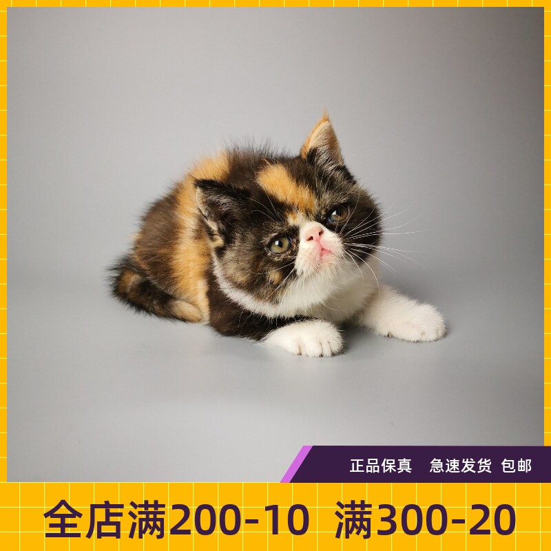 纯种活体异国短毛猫