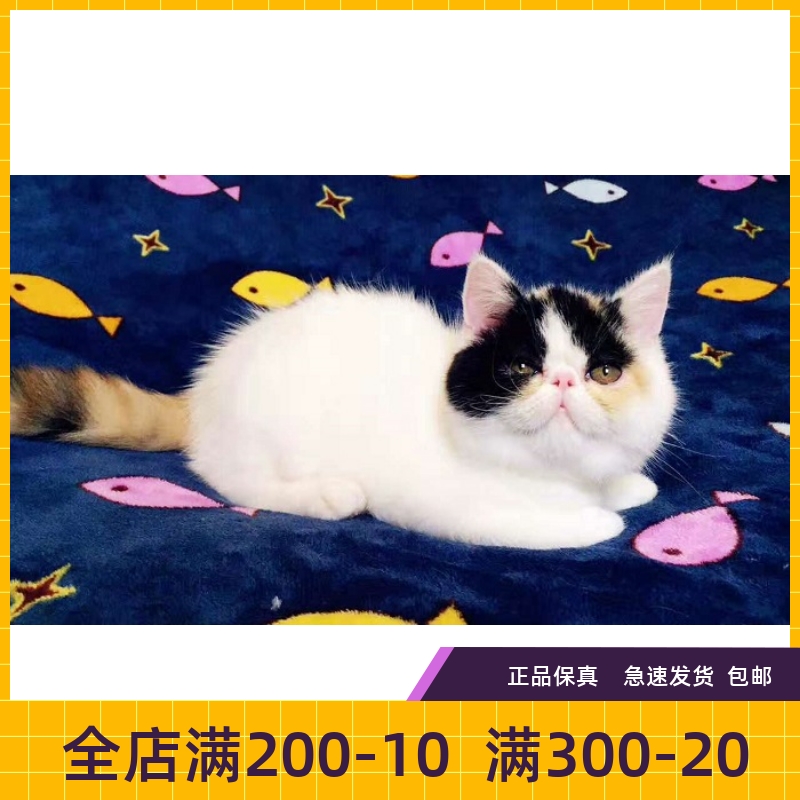 纯种活体出售异国短毛猫