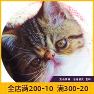 纯种活体异国短毛猫