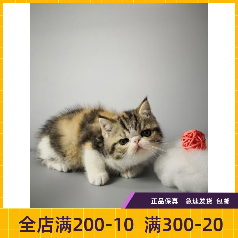 #瑶瑶名猫#CFA/加菲猫/幼猫/异国短毛猫/纯种/SOLD