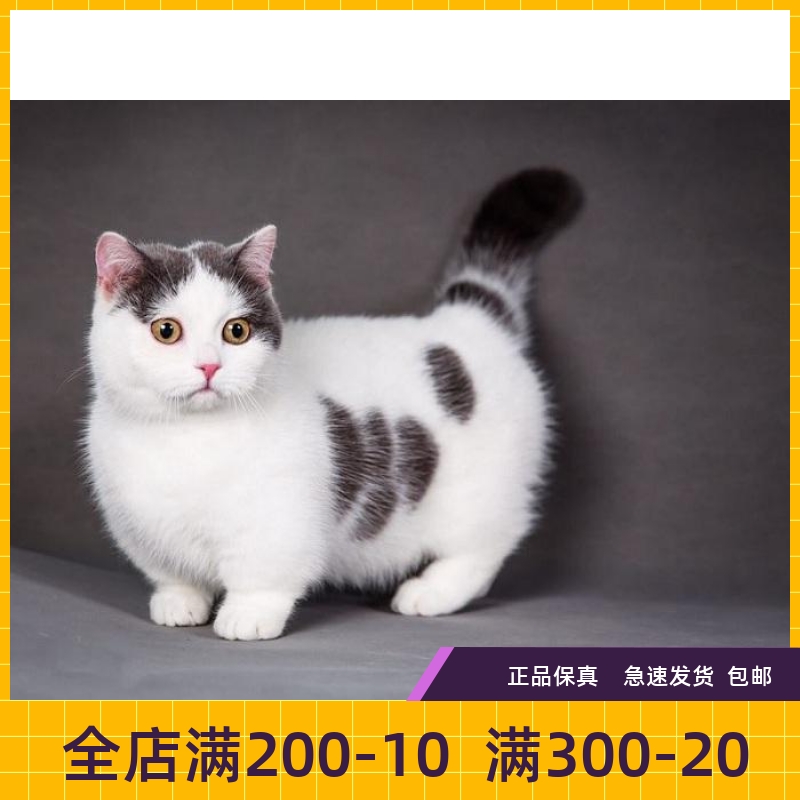 #瑶瑶名猫#曼奇金 曼基康 矮脚猫 蓝白正八梵文 未来种公·