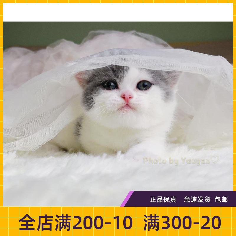 瑶瑶名猫#英短/蓝白/纯种/英国短毛猫dd/净梵/(已售)