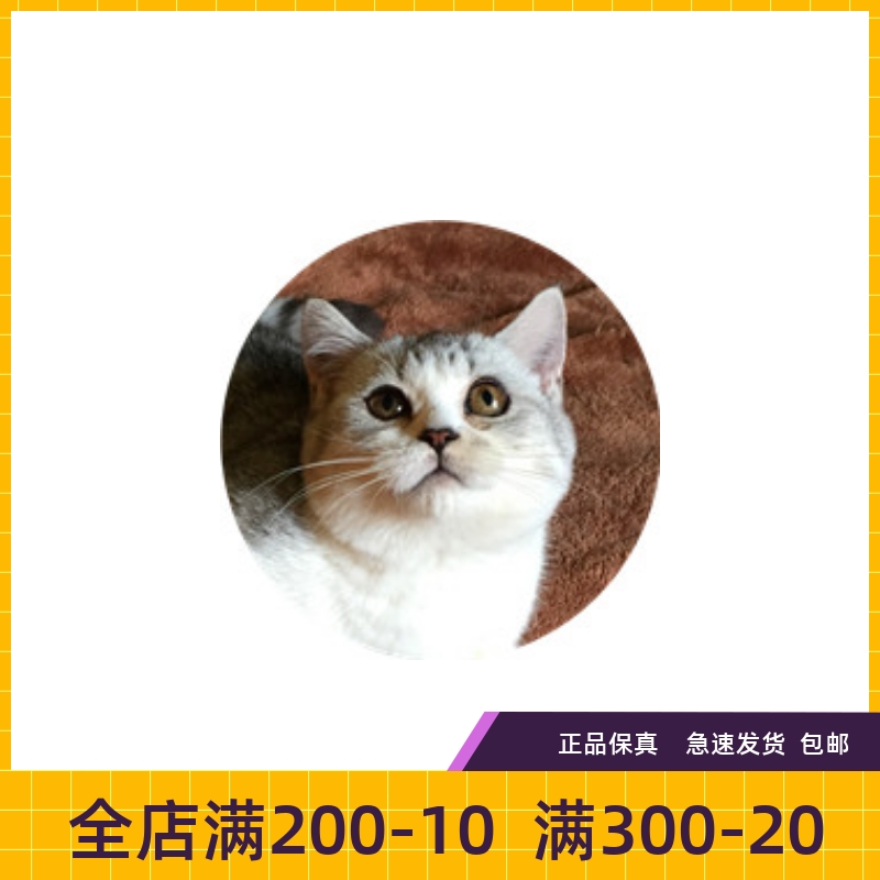 #瑶瑶名猫#曼奇金 曼基康 矮脚猫 种母展示