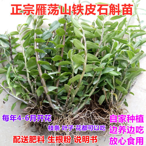 雁荡山软脚直销可食用铁皮石斛苗