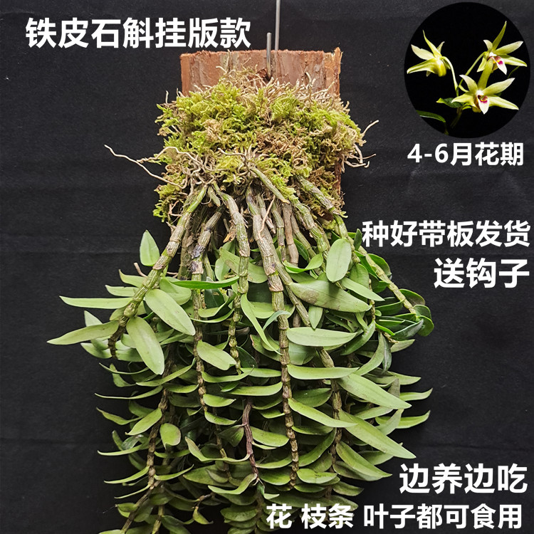 铁皮石斛苗 三年石斛苗 带木桩发货 室内绿植盆景花卉 铁皮可食用