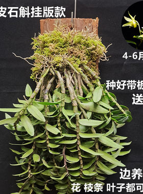 铁皮石斛苗木桩办公室可以㒱食用
