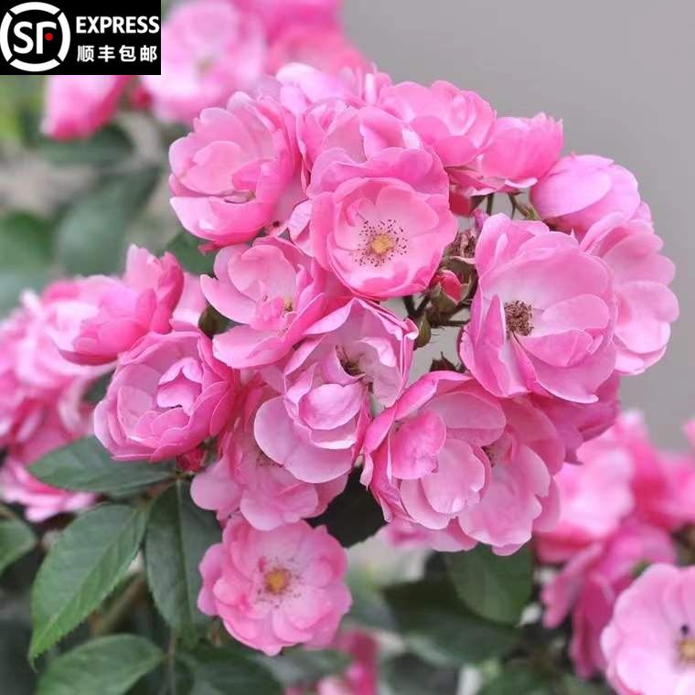 安吉拉爬藤月季花卉蔷薇花苗带花苞多季开花大苗拱门栅栏爬藤