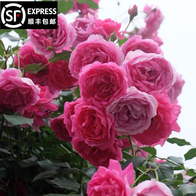 大游行月季藤本花卉蔷薇花苗带花苞多季开花大苗拱门栅栏爬藤