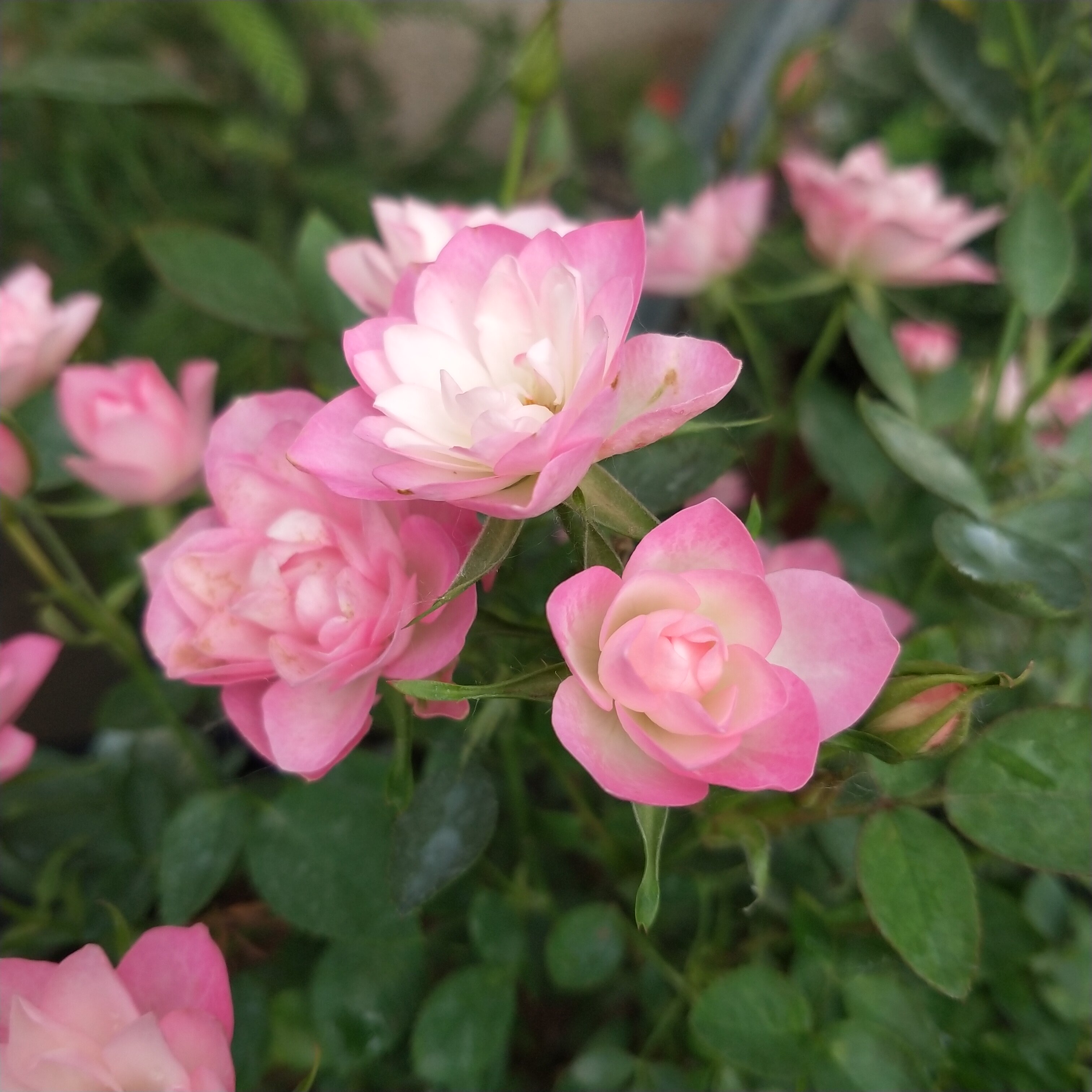 天河繁星月季繁星 天荷月季 微型多花月季 荷花花型月季 庭院阳台