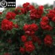 佛罗伦萨蒂娜月季 藤本花卉蔷薇花苗多季 开花大苗拱门栅栏爬藤