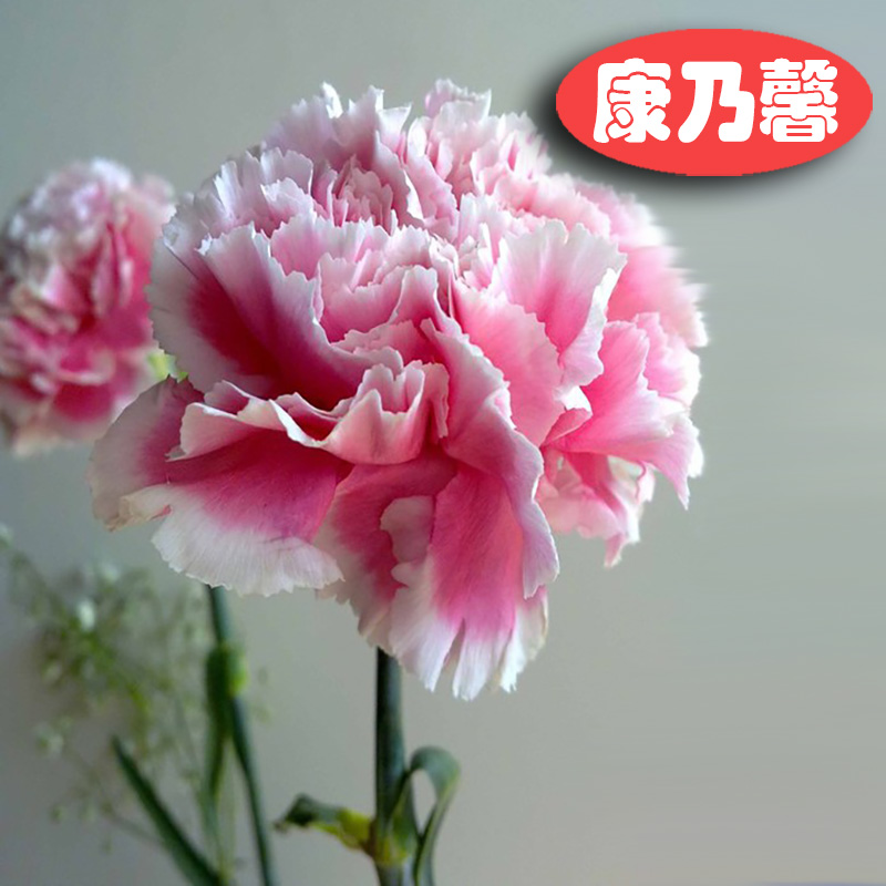 ¿µÄËܰÖÖ×ÓËļ¾ÖÖÒ׻ÖÖ×Ó»¨×Ñ»¨²ÝÊÒÄÚÍâÑǫ̂Ò×ÖÖÅèÔÔ»¨»Ü