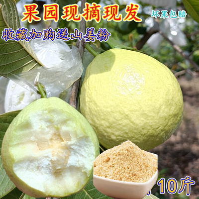 番石榴番石榴芭乐广西白心