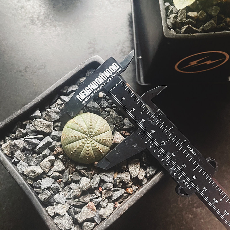 潮牌NBHD测量工具卡尺块根植物便携式游标小卡车塑料卡尺尺子图片
